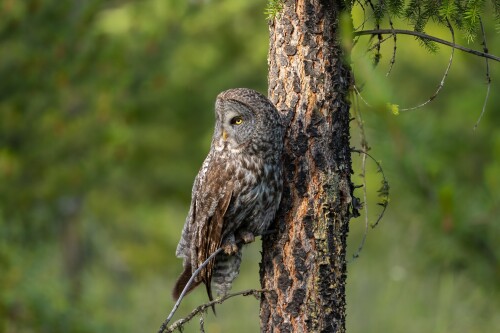 Owl_1_0879.jpg