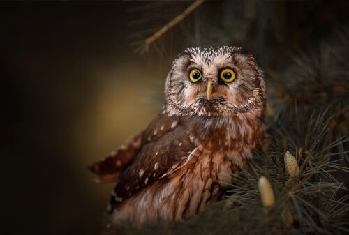 Owl_1_0887.jpg