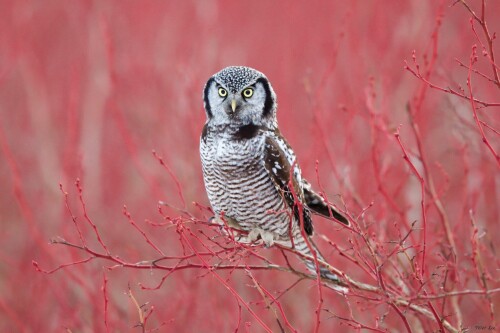 Owl_1_1088.jpg