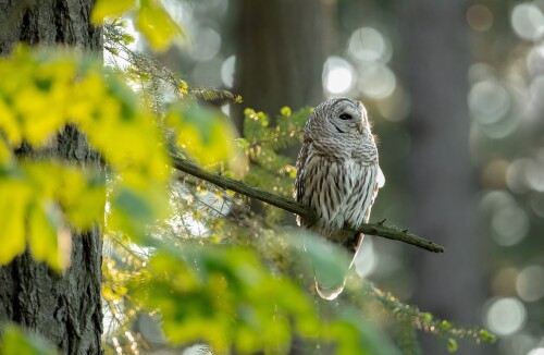 Owl_1_1125.jpg