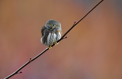Owl_1_1154.jpg
