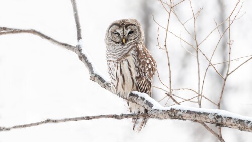 Owl_1_1182.jpg