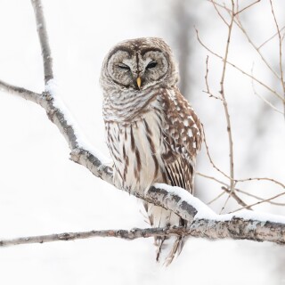 Owl_1_1182