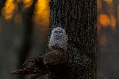 Owl_1_1318.jpg