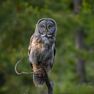 Owl_1_1321