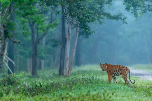 Tiger_1_0691.jpg