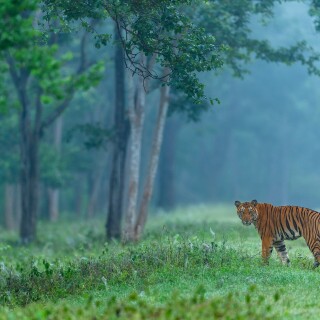 Tiger_1_0691