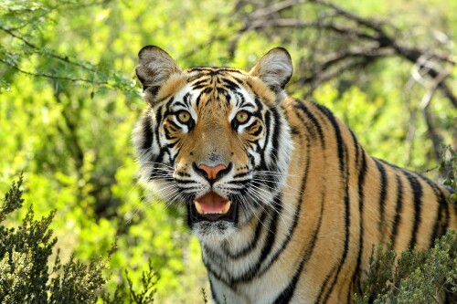 Tiger_1_0880.jpg