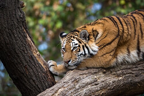 Tiger_1_0889.jpg