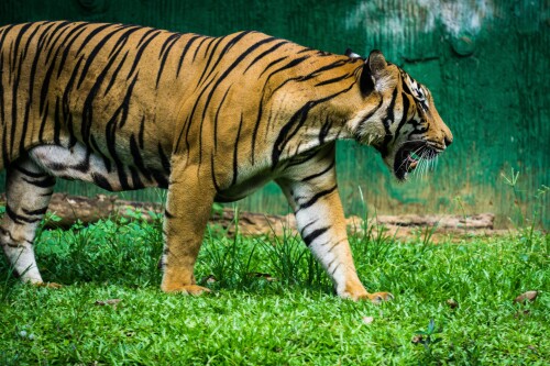 Tiger_1_0952.jpg