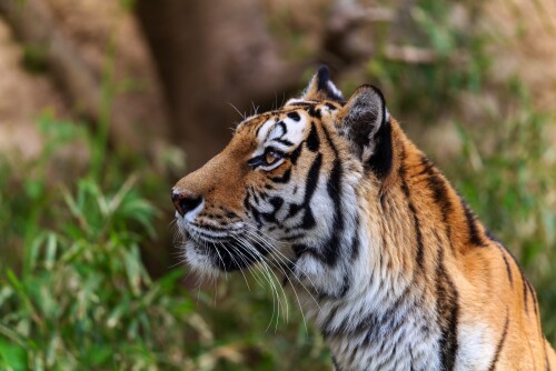 Tiger_1_0971.jpg