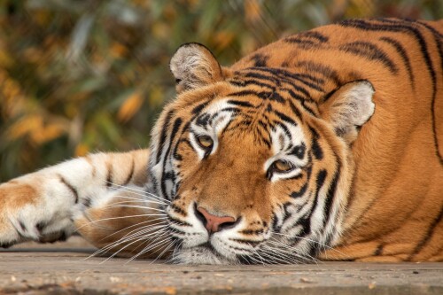 Tiger_1_0977.jpg