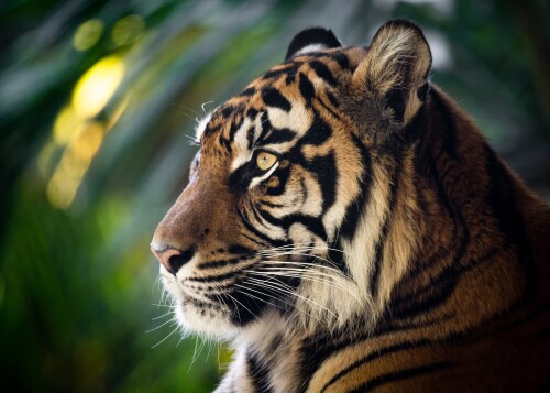 Tiger_1_0980.jpg