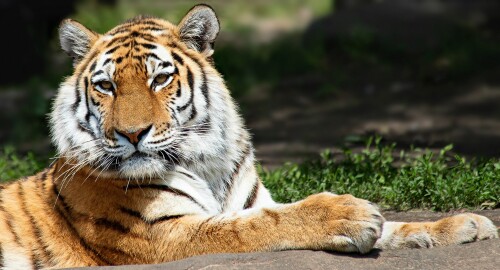 Tiger_1_1070.jpg