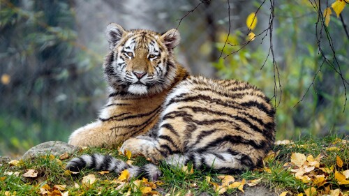 Tiger_1_1336.jpg