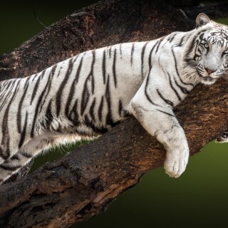 Tiger_1_1367