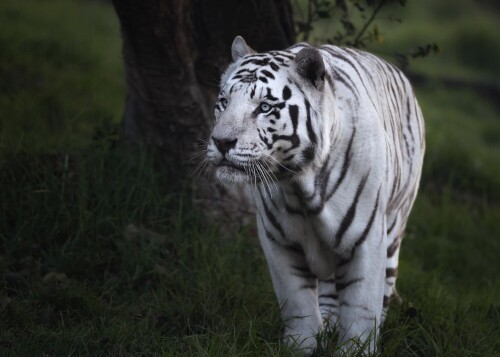 Tiger_1_1369.jpg