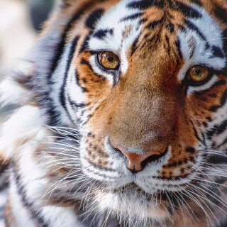 Tiger_1_1404