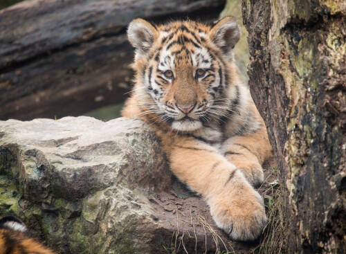 Tiger_1_1423.jpg