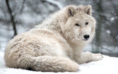 Wolf_1_0011.jpg