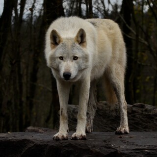 Wolf_1_0026