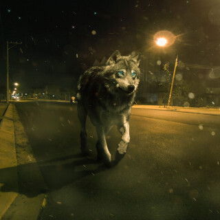 Wolf_1_0027