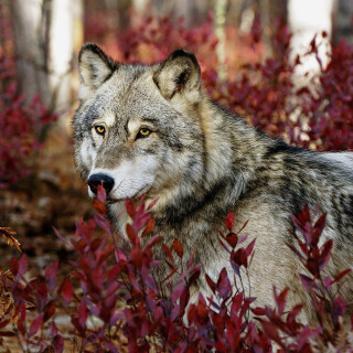 Wolf_1_0032