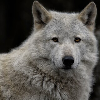 Wolf_1_0063