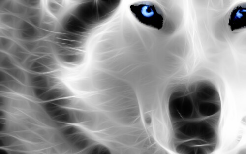 Wolf_1_0125.jpg