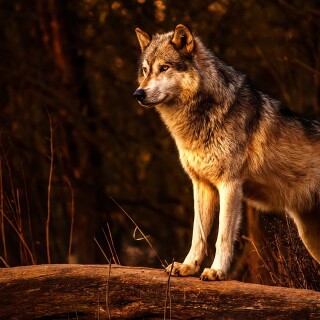 Wolf_1_0138