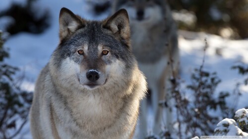 Wolf_1_0149.jpg