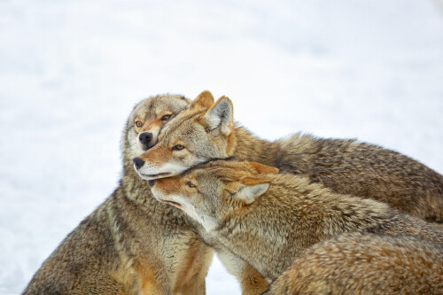 Wolf_1_0191.jpg