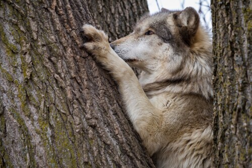 Wolf_1_0198.jpg