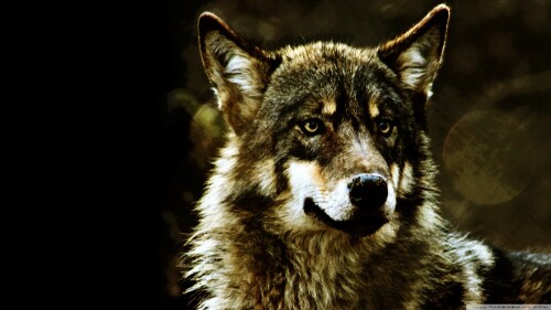 Wolf_1_0245.jpg