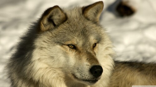 Wolf_1_0255.jpg