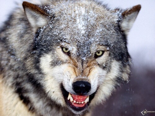 Wolf_1_0277.jpg