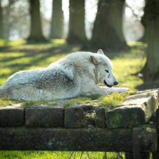 Wolf_1_0318