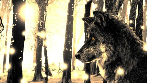 Wolf_1_0358.jpg