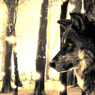 Wolf_1_0358