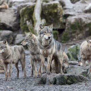 Wolf_1_0372