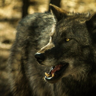 Wolf_1_0452
