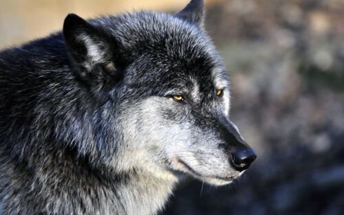 Wolf_1_0458.jpg