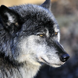 Wolf_1_0458