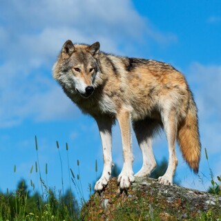 Wolf_1_0537