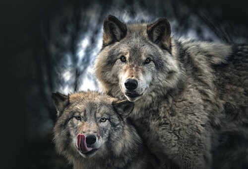 Wolf_1_0559.jpg