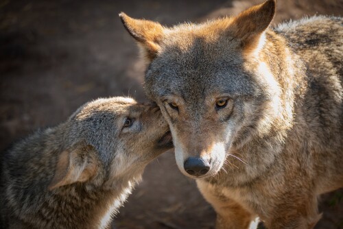 Wolf_1_0562.jpg