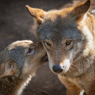 Wolf_1_0562