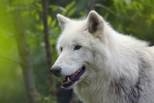 Wolf_1_0577.jpg