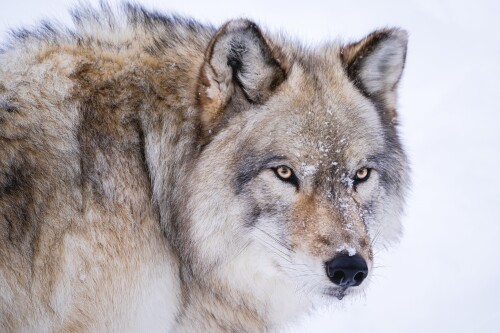 Wolf_1_0586.jpg