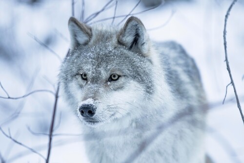 Wolf_1_0595.jpg